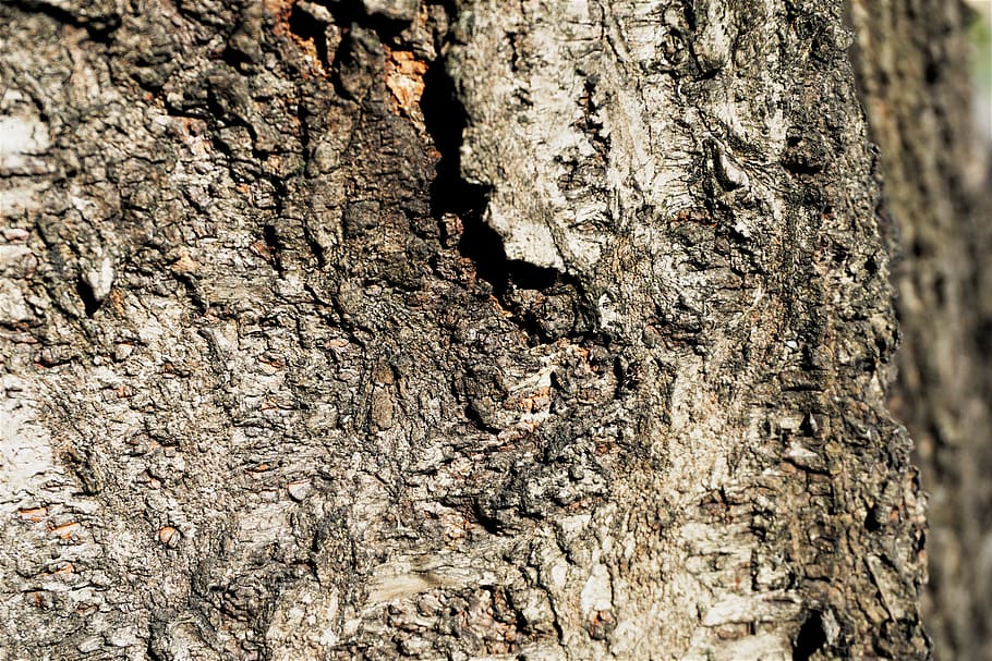 patterns, tree texture, rough surface, dark and brown colour texture HD wallpaper