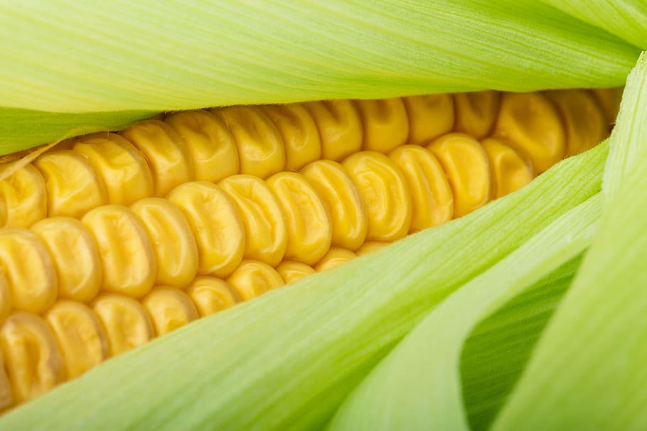 close up photo of corn, close-up, cob, crop, detail, food, fresh, HD wallpaper