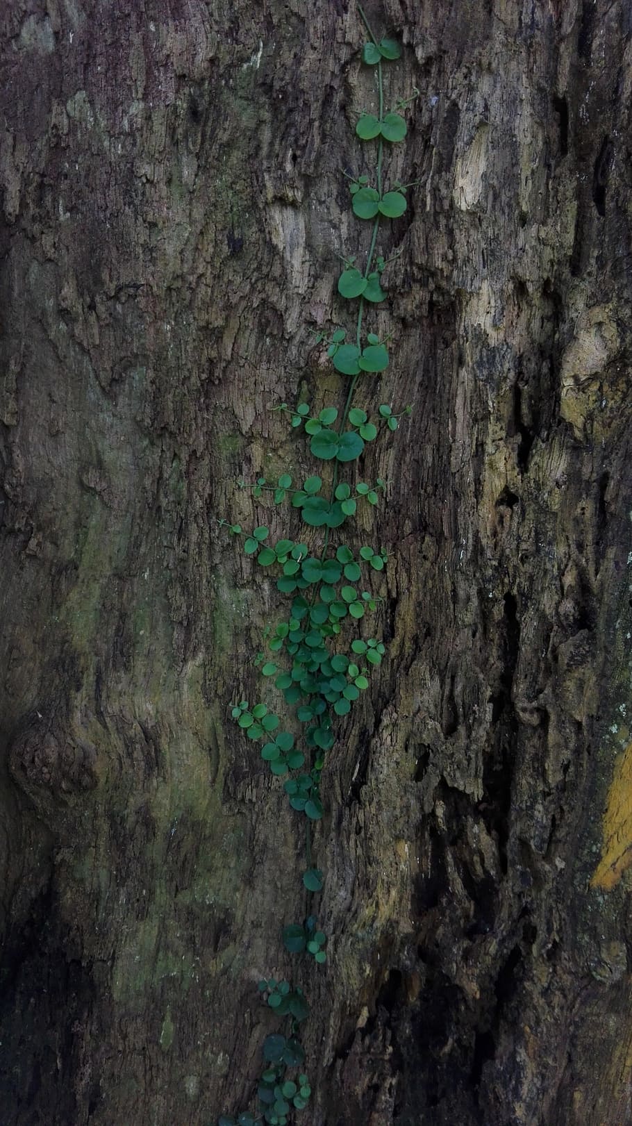 tree, bark, wood, desktop, texture, trunk, rough, tree trunk HD wallpaper