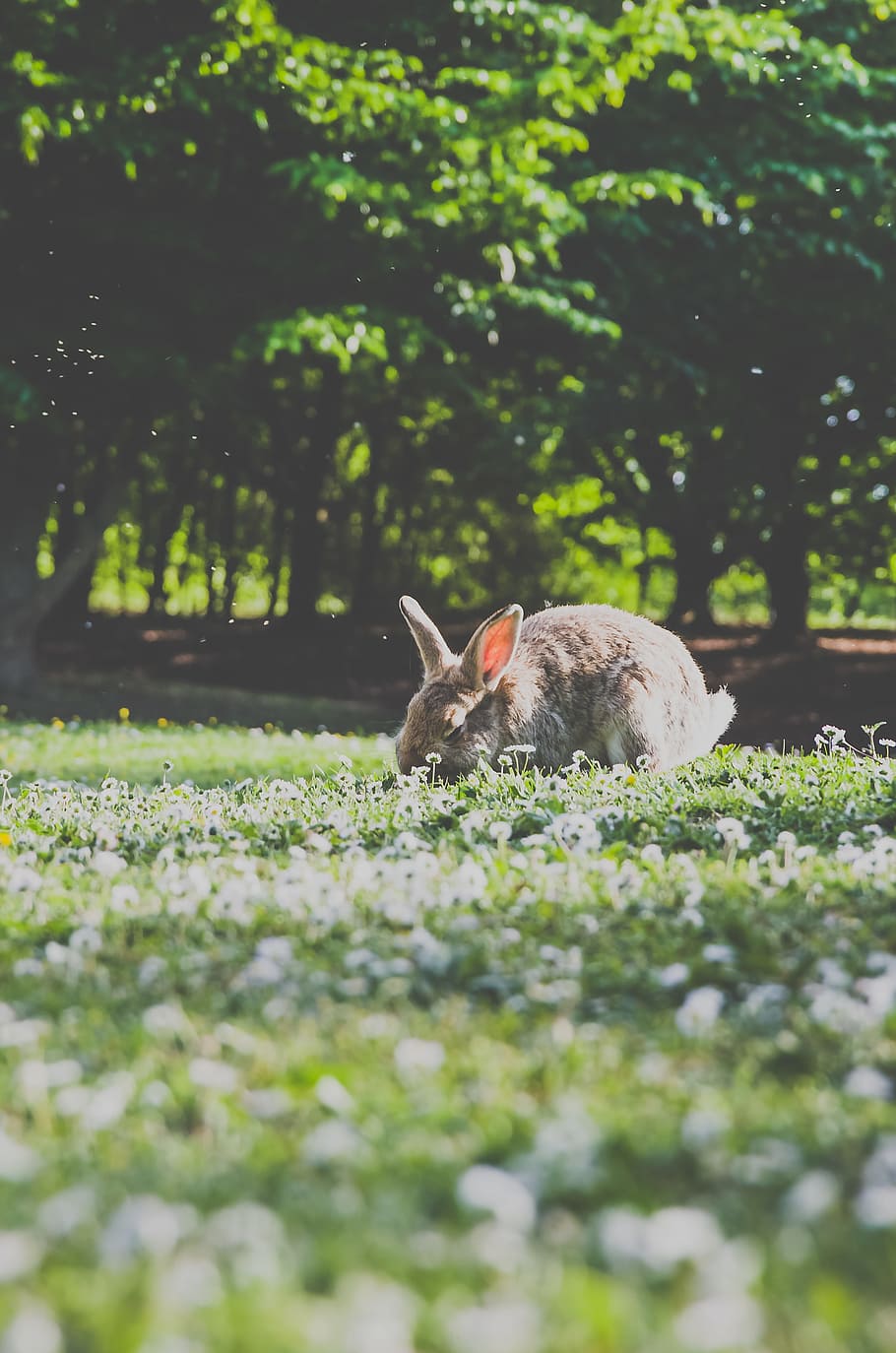 low angle photography of brown rabbit, gray rabbit eating grass HD wallpaper