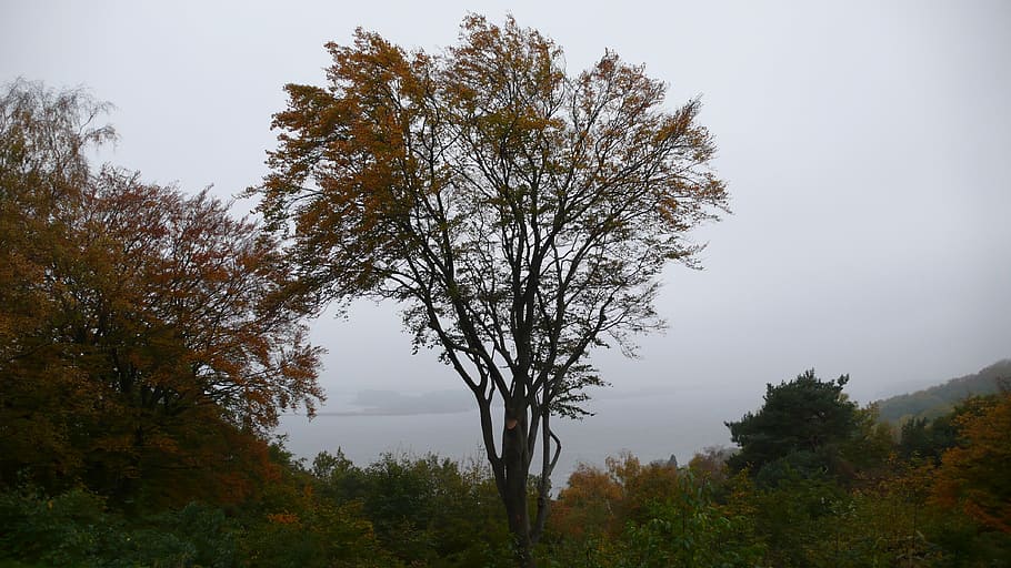 tree, sky, autumn, plant, beauty in nature, tranquility, no people HD wallpaper