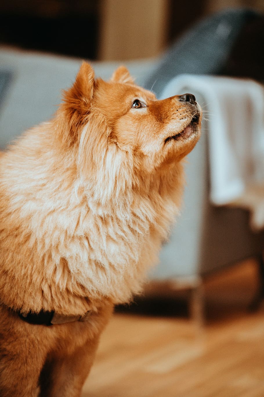 Nala, adult brown chow chow sitting on floor, one animal, mammal HD wallpaper