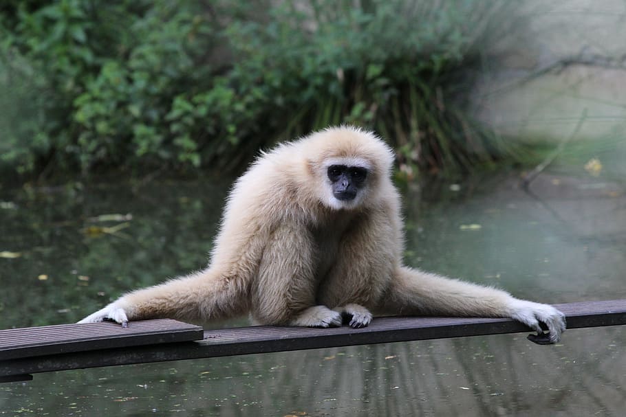 Download Gibbon wallpapers for mobile phone free Gibbon HD pictures