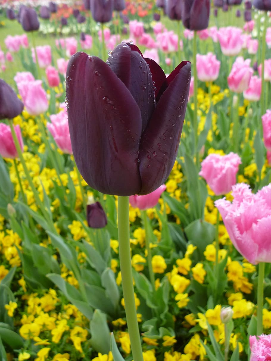 tulip, flower, spring, purple, pink, yellow, colors, garden, HD wallpaper