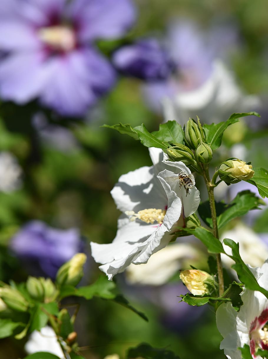 Bee, Bloom, Blossom, flower, fragility, plant, nature, white color HD wallpaper