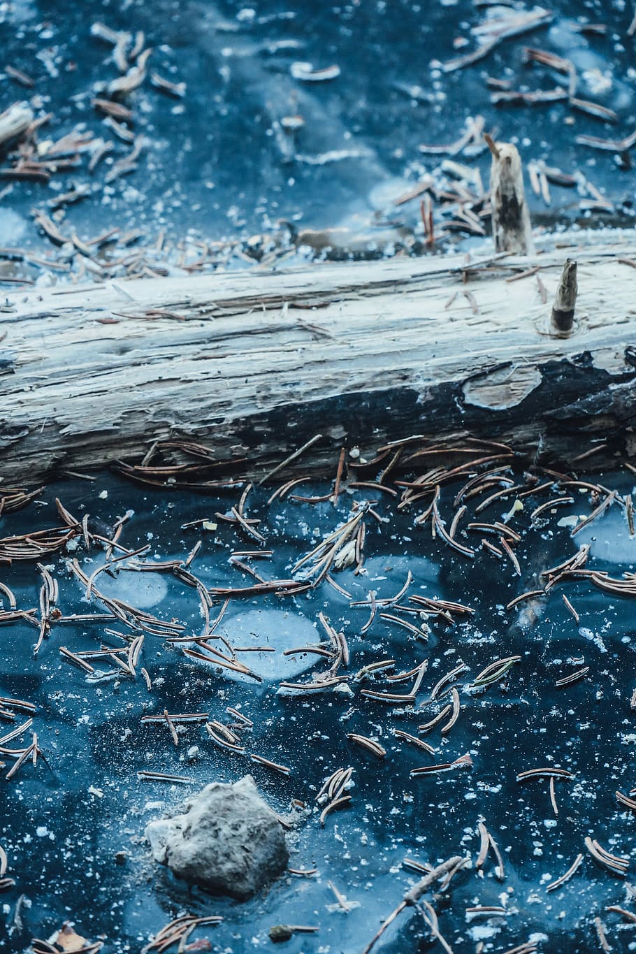 tree trunk on body of water, frozen lake and branch, tree leafe HD wallpaper