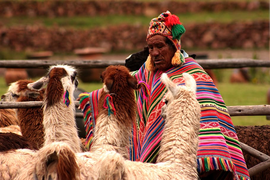person wearing pink, green, and red poncho facing brown llamas, HD wallpaper