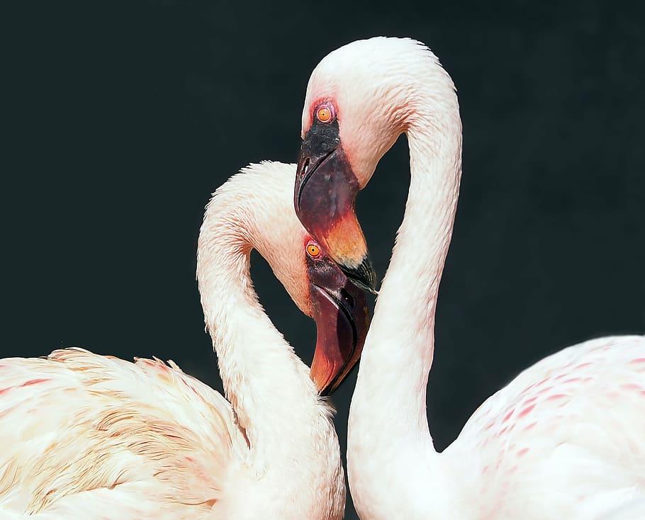 focus photo of lesser flamingos, animal, nature, live, bird, wildlife