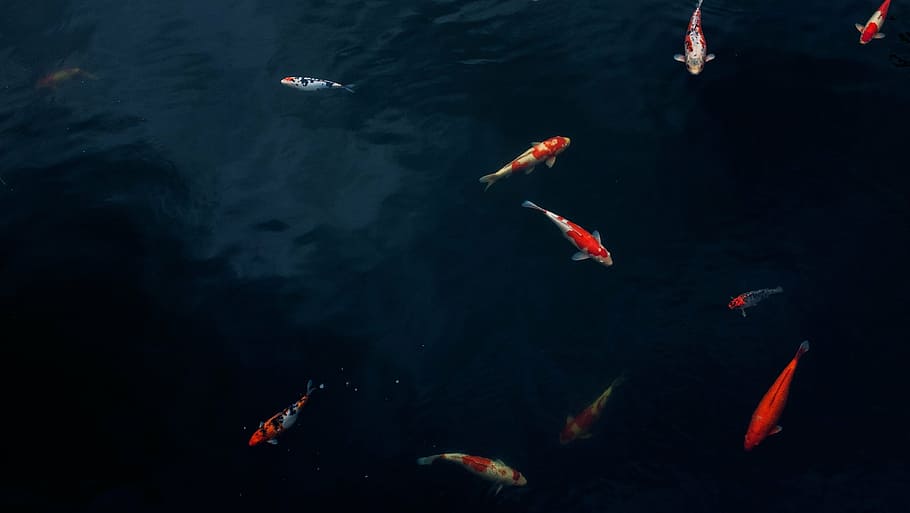 coi fish swim below the body of water, koi, pond, carp, outdoors