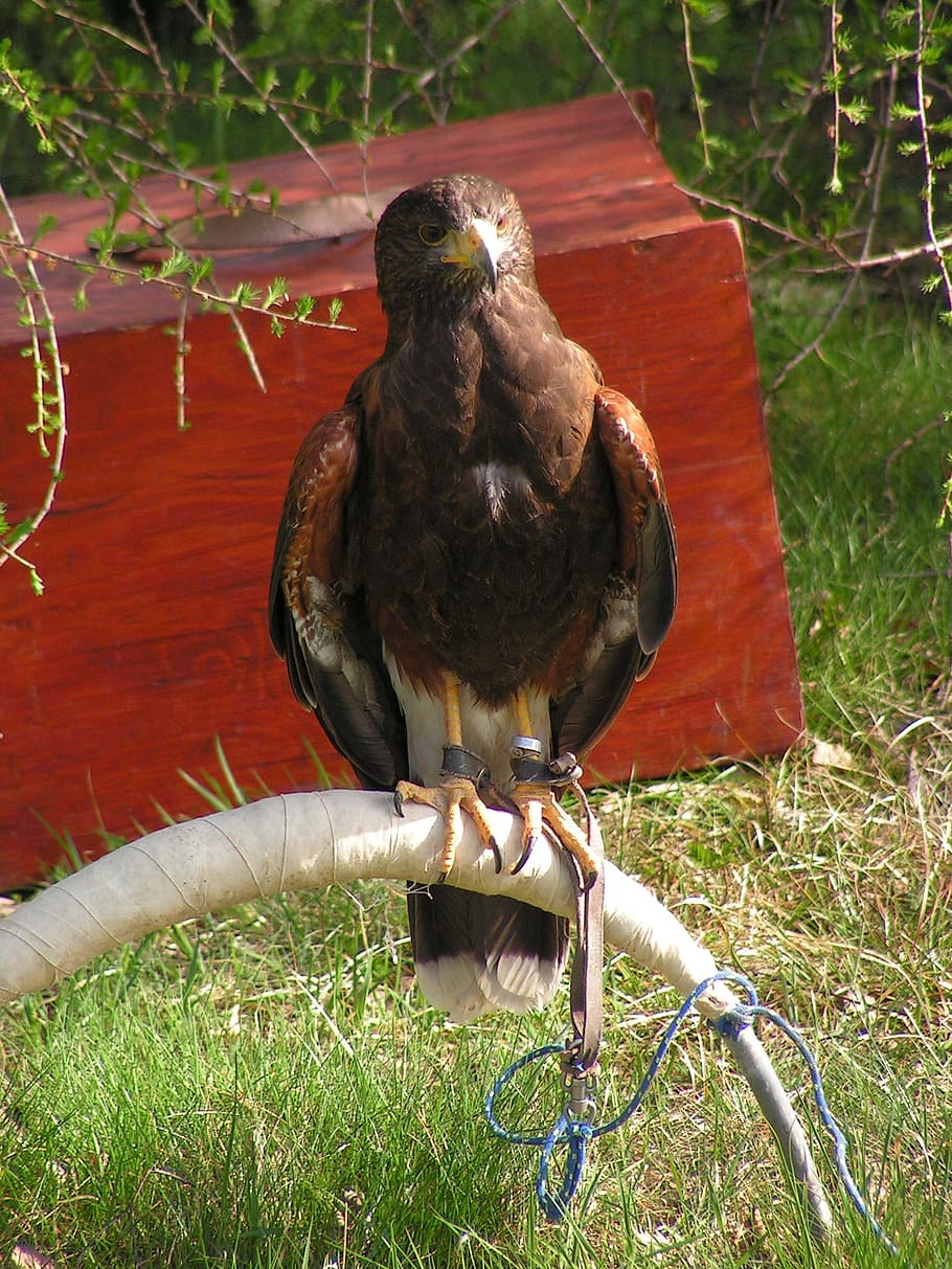 buzzard harris, parabuteo unicinctus, predator, falconry, breeding raptors, HD wallpaper