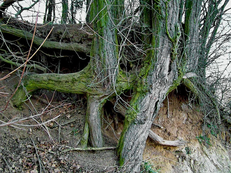 Clump, Roots, Nature, tree, tree trunk, outdoors, no people HD wallpaper