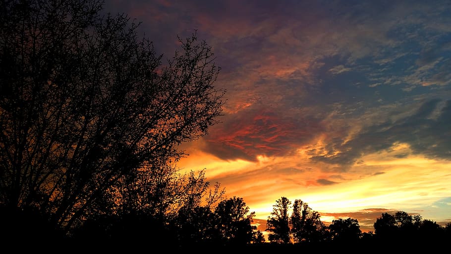 silhouette photography of tree under horizon, sunset, clouds HD wallpaper
