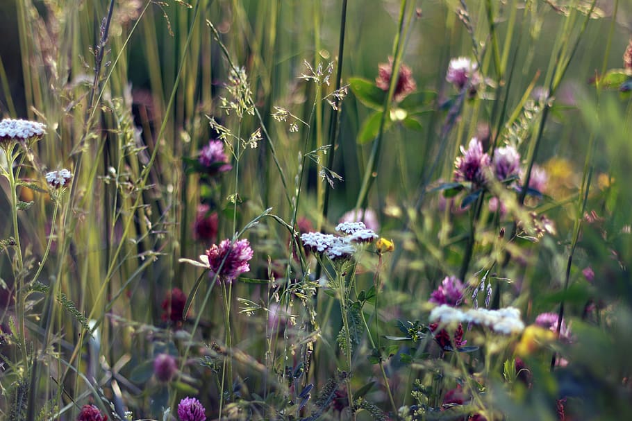 plants, flowers, garden, flowering plant, growth, beauty in nature HD wallpaper