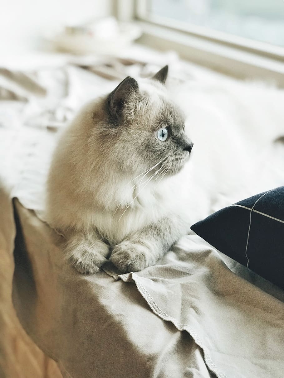 tilt-shift photography of kitten near window, selective focus photography of gray cat laying on brown textile HD wallpaper