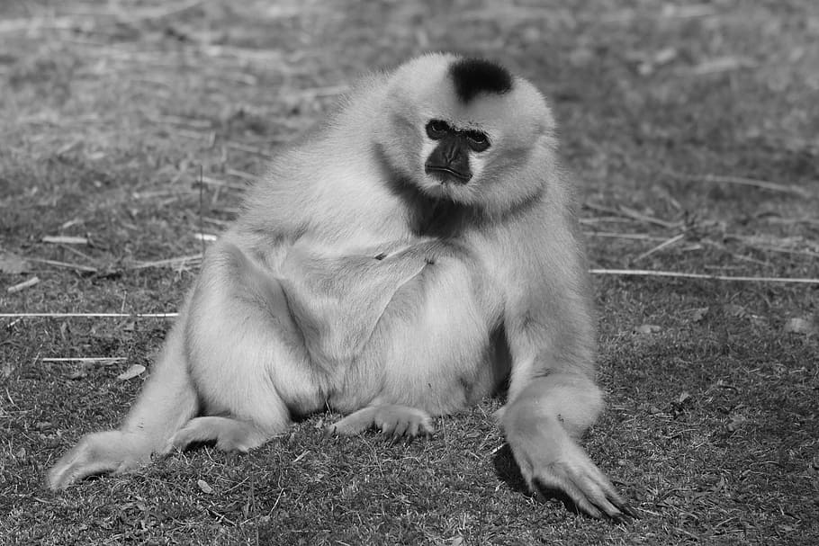 Monkey, Animal, Mammal, Nature, Gibbon, one animal, animals in the wild, HD wallpaper