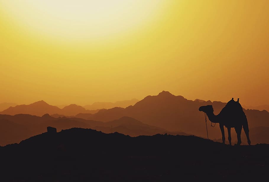 silhouette of camel during sunset, mountain, highland, cloud, HD wallpaper