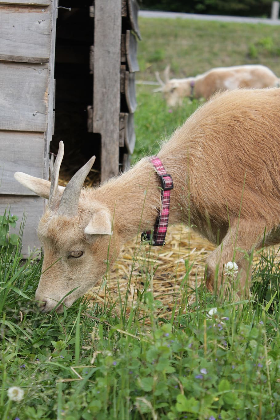 goat, farm, nature, mammal, animal, animal themes, domestic animals HD wallpaper