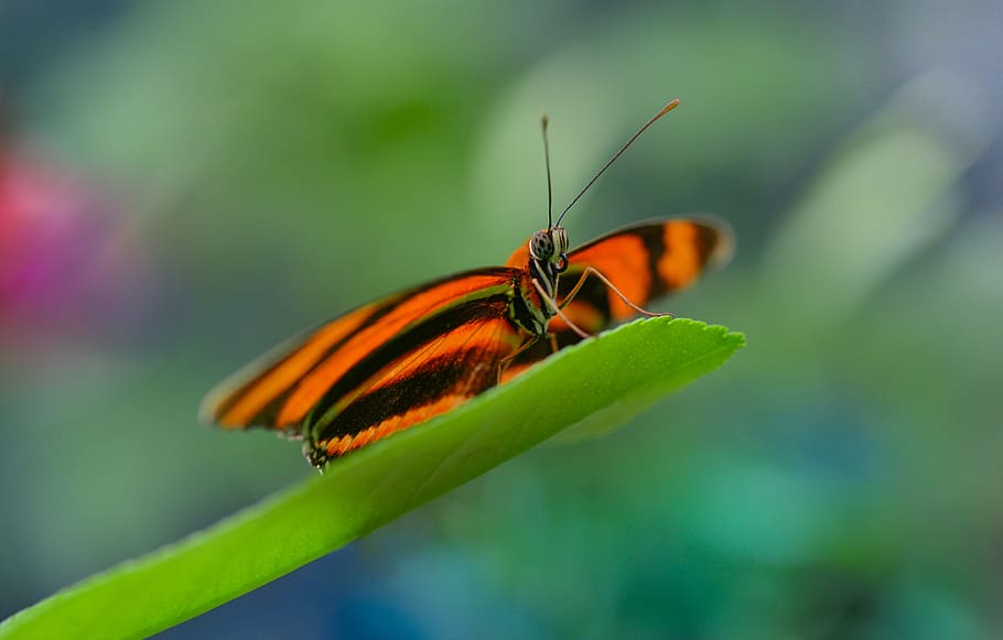 butterfly, orange, leaf, bokeh, sitting, waiting, nature, bright HD wallpaper