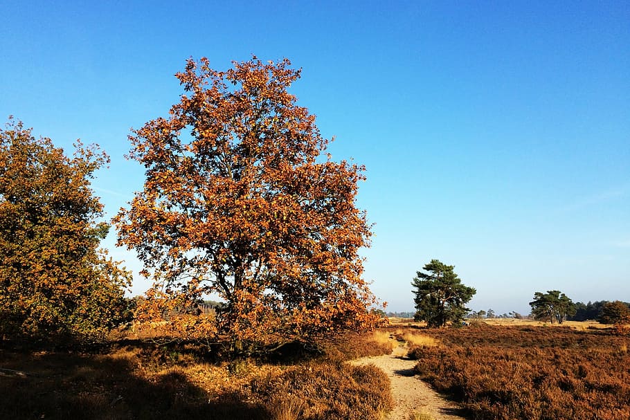 trees, heide, forest, nature, landscape, blue sky, loon and drunen dunes HD wallpaper