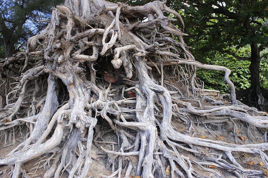 closeup photo of gray tree roots, brown, environment, ecology HD wallpaper