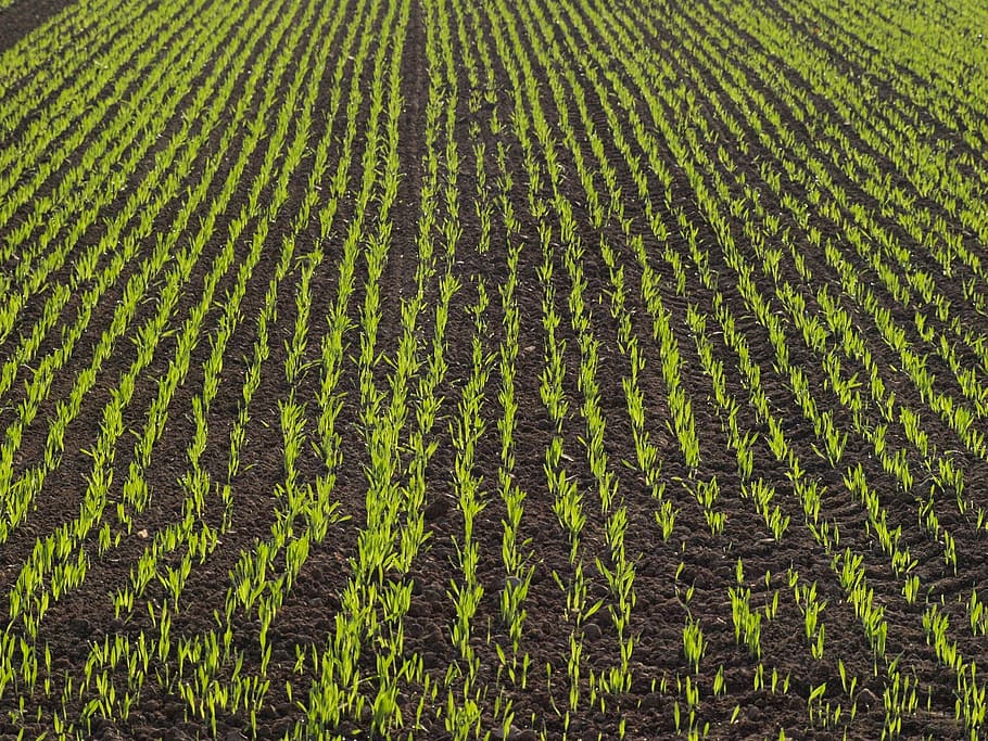plant sprouts on field, arable, corn, cornfield, agriculture HD wallpaper
