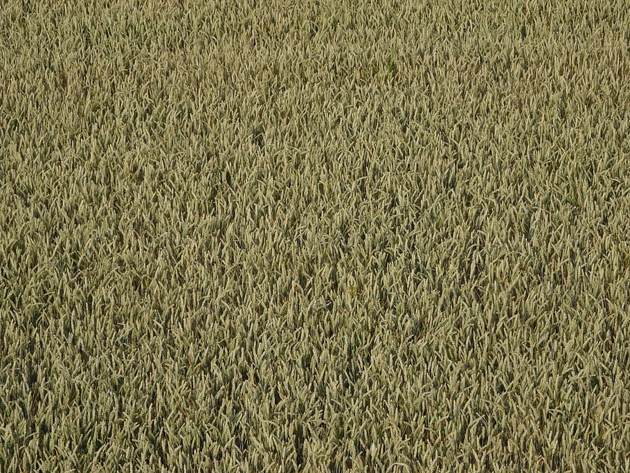 Cornfield, Wheat, Cereals, Spike, wheat spike, grain, cereal plant HD wallpaper