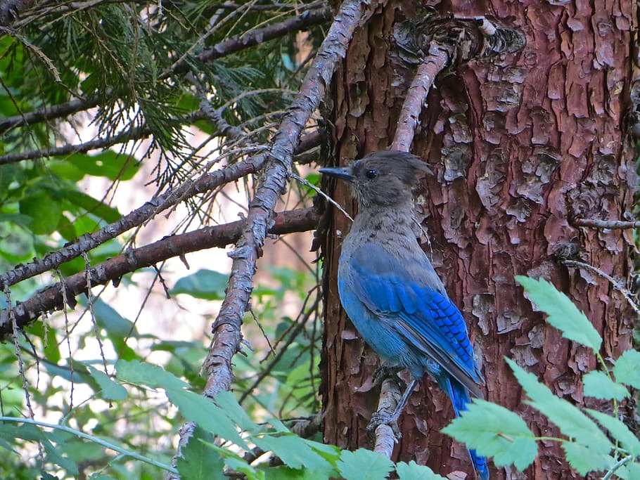 Bird, Tree, Nature, Plant, Leaves, blue, one animal, animal wildlife HD wallpaper
