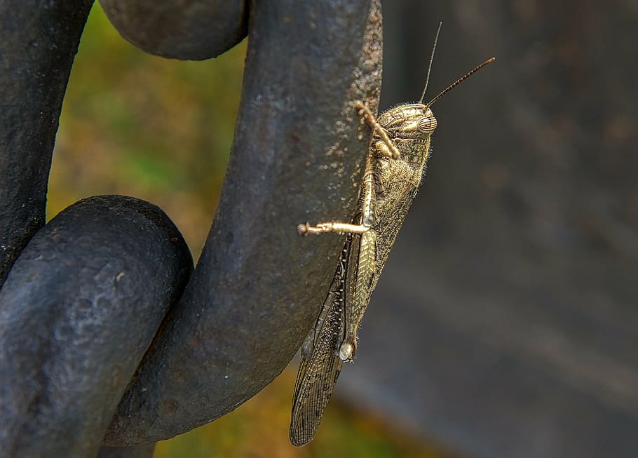 grasshopper, insect, bug, wildlife, macro, colorful, closeup HD wallpaper