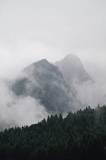green tree near hill covered by fogs under white clouds, white fog on black mountain HD wallpaper