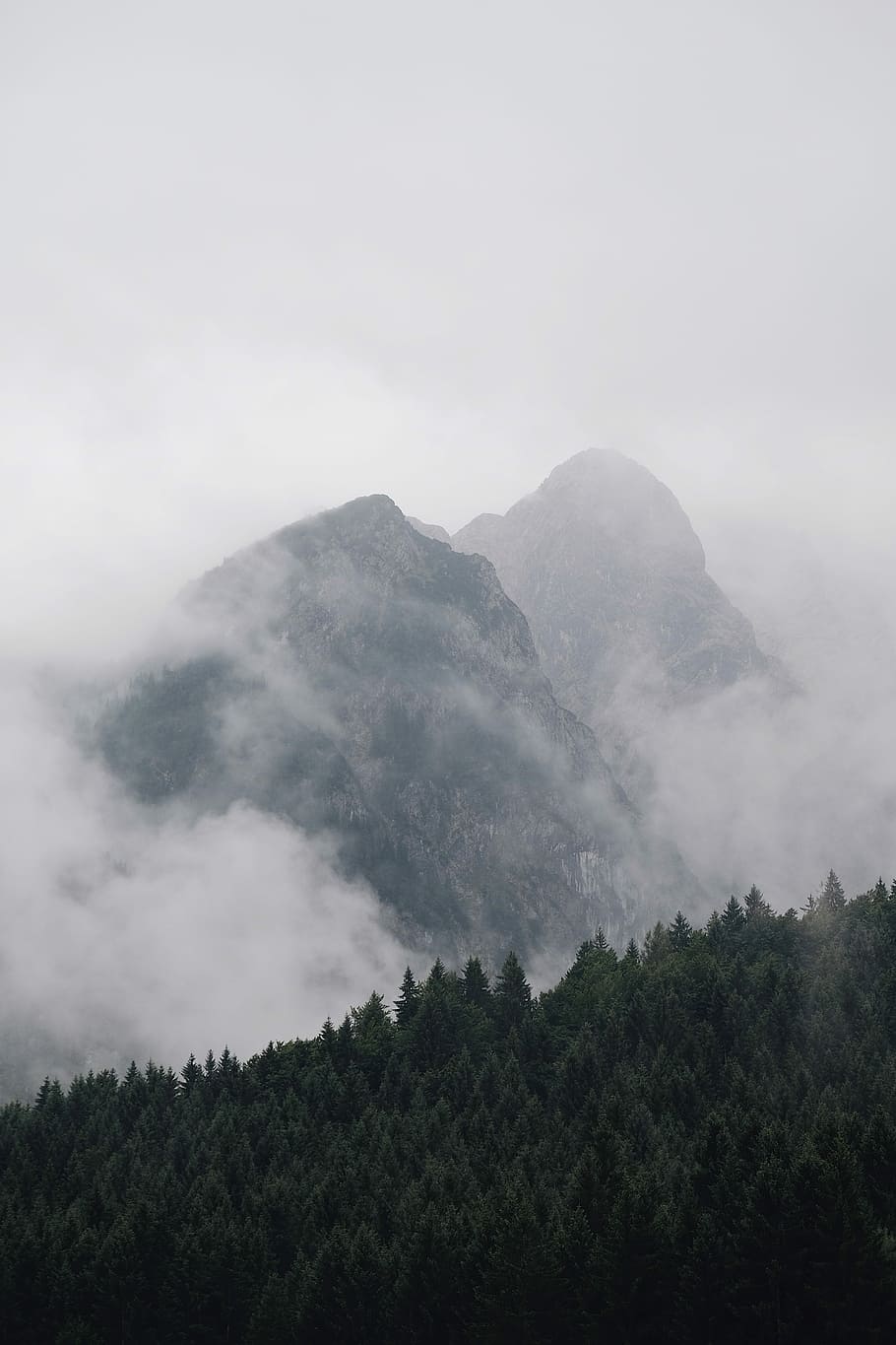 green tree near hill covered by fogs under white clouds, white fog on black mountain HD wallpaper
