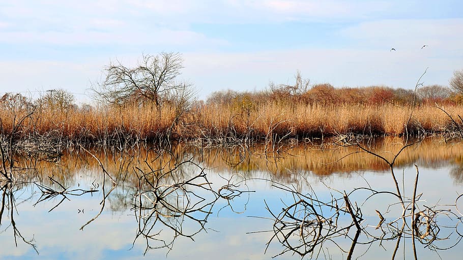 Spring, Lake, Stubs, Water, nature, sky, no people, cold temperature HD wallpaper
