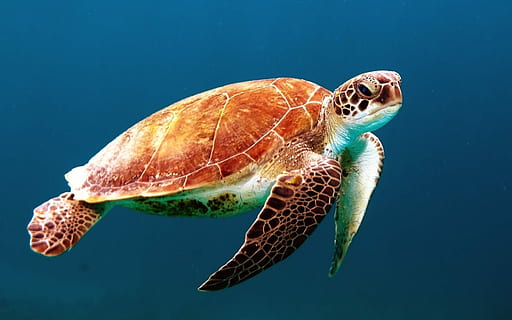 Swimming Animals Ceramic Turtles in Blue or Natural 