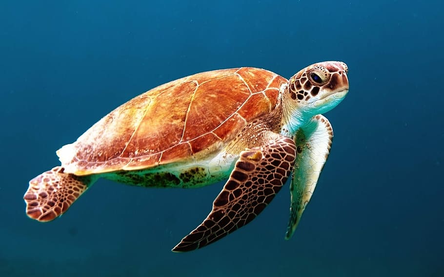 brown turtle swimming underwater, closeup photo of brown and black turtle, HD wallpaper
