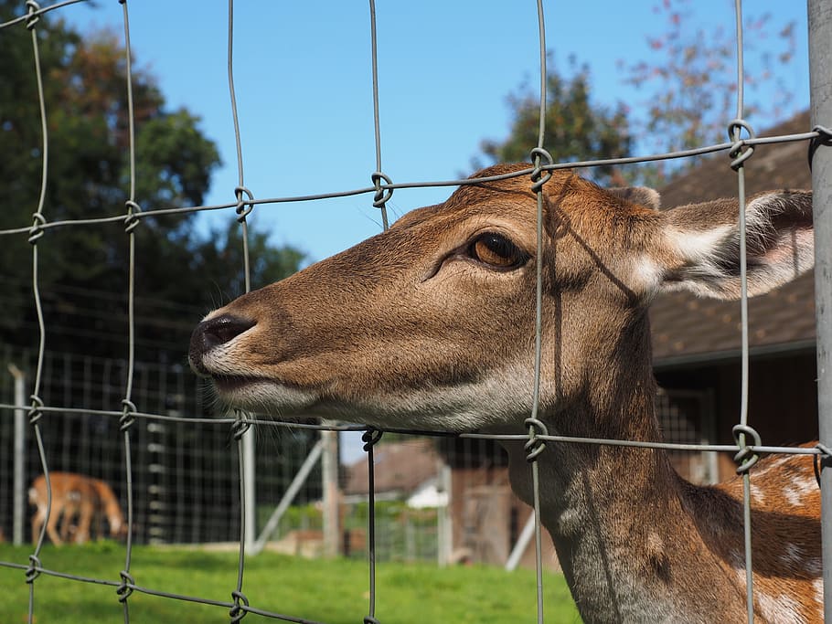 Roe Deer, Hirsch, Fallow Deer, Zoo, fence, hungry, animal, sika deer HD wallpaper