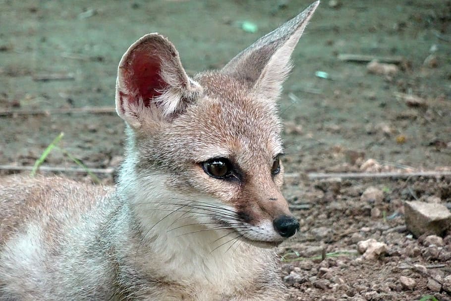 closeup photo of gray fox, bengal fox, vulpes bengalensis, indian fox, HD wallpaper