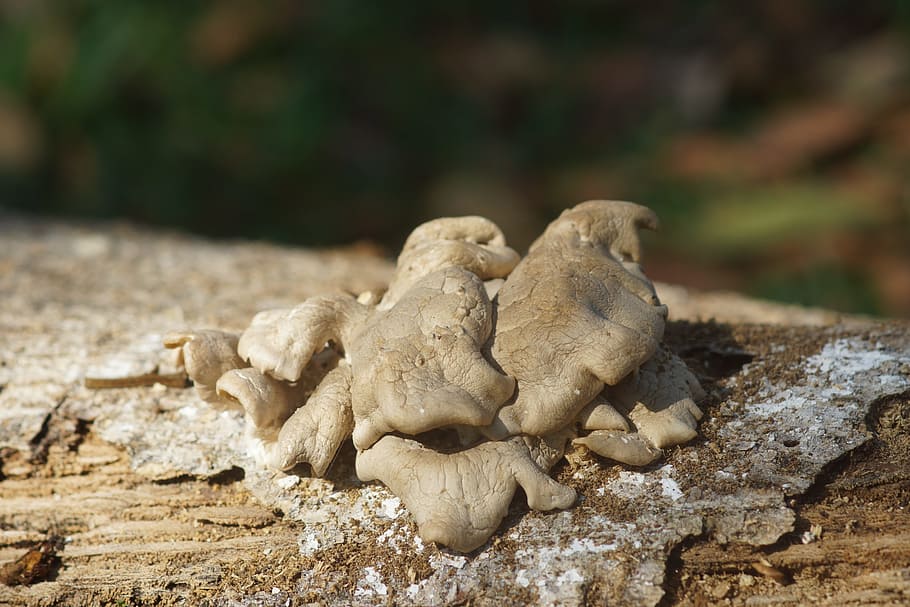 fungus, stem, trunk, day, no people, group of animals, nature HD wallpaper