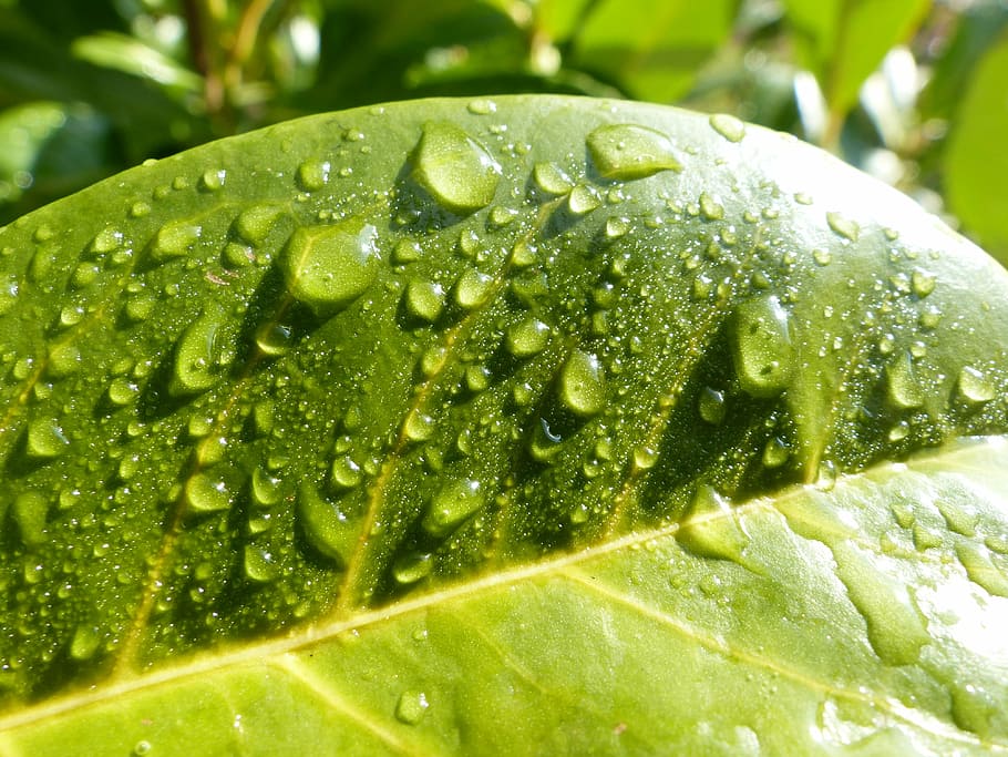 nature, green, raindrop, leaf, green Color, freshness, plant HD wallpaper