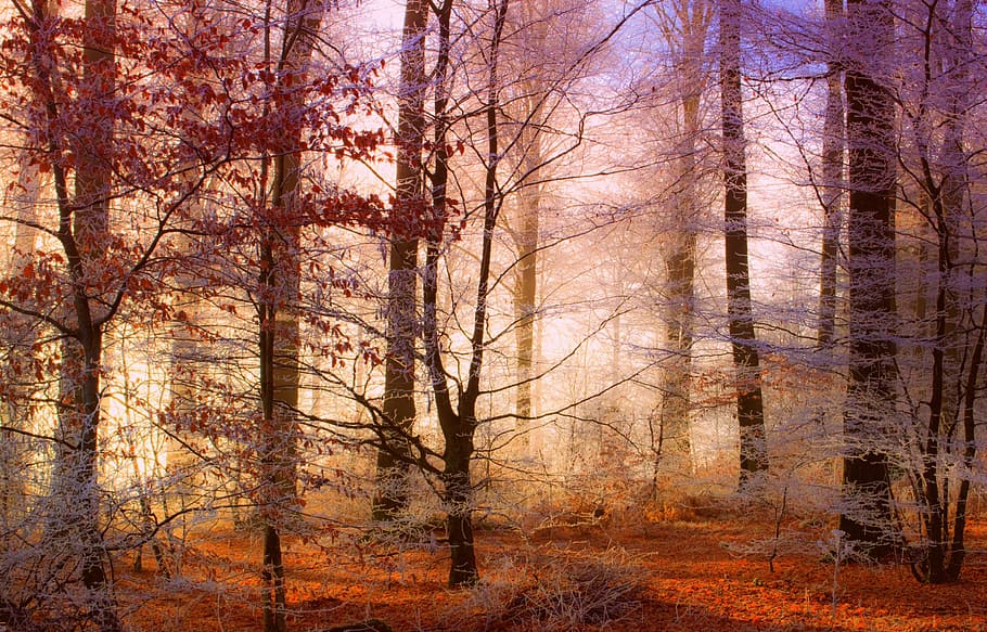 photo of a forest, nature, landscape, winters, snowy, trees HD wallpaper