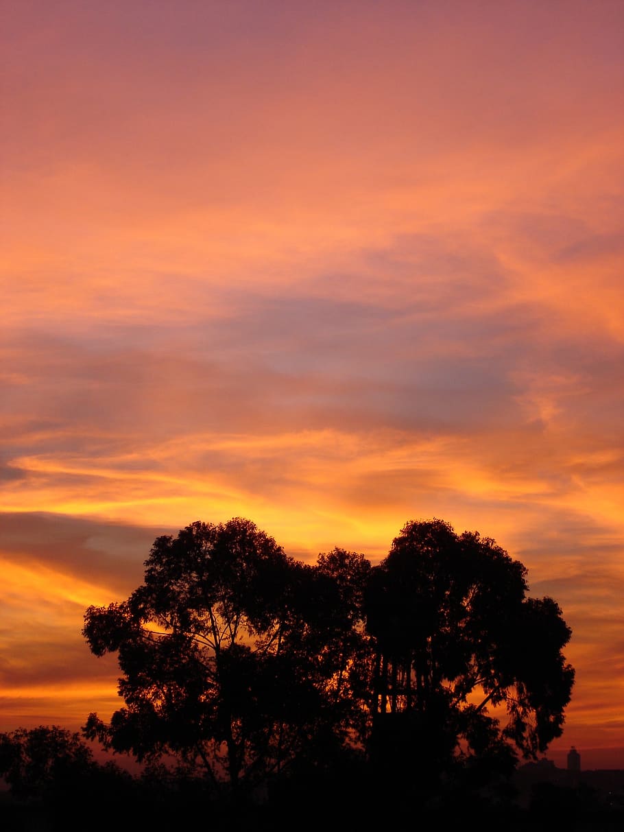 tree, sunset, city, nature, landscape, outdoor, light, colorful HD wallpaper