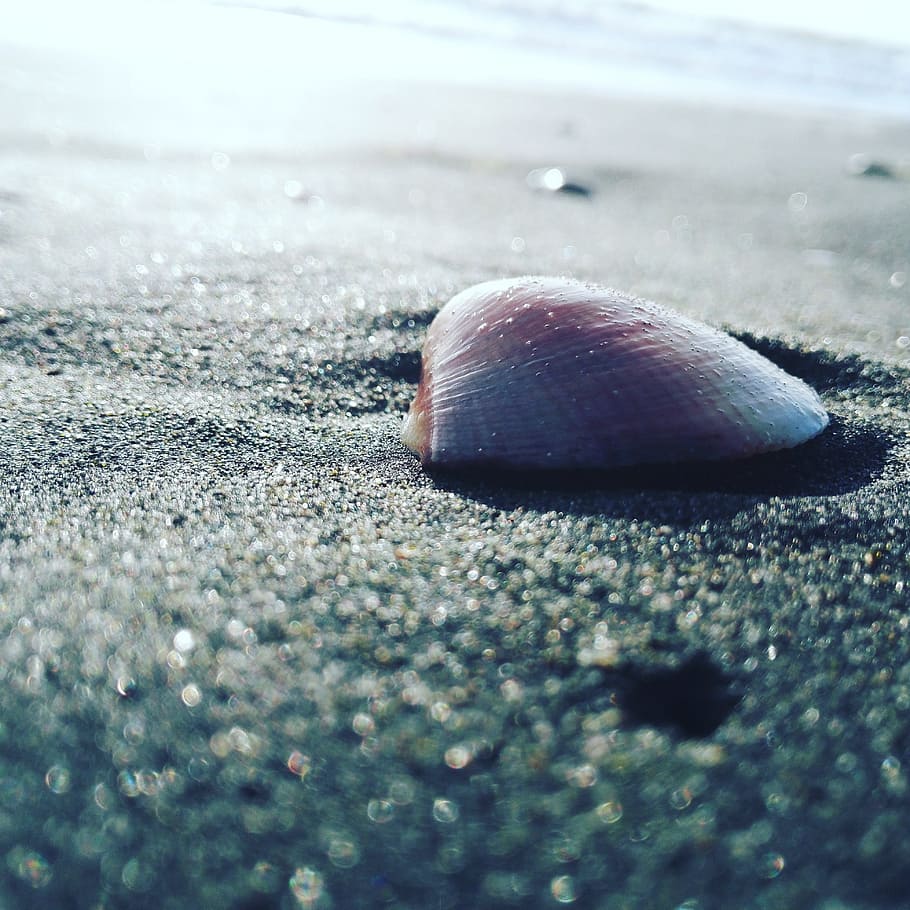 sea, shell, shells, nature, summer, italy, beach, gorgeous HD wallpaper