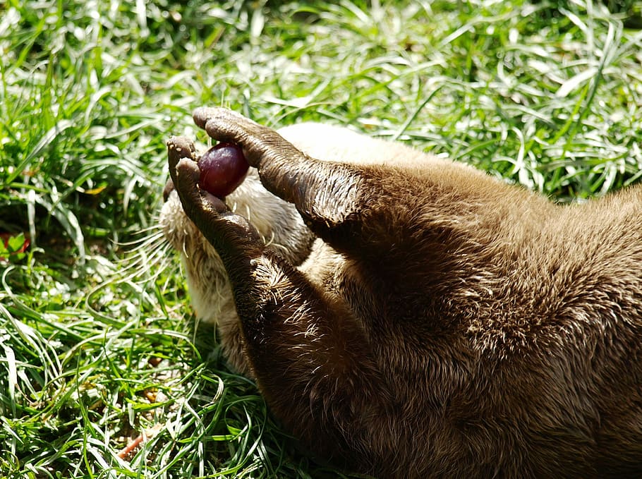 Otter, Paws, Grape, Lutrinae, one animal, grass, animal themes HD wallpaper