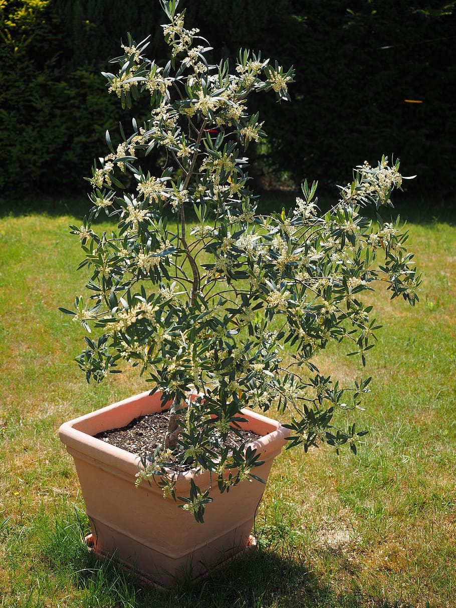 olive tree, flowers, white, oblong, olive blossoms, olea europaea HD wallpaper