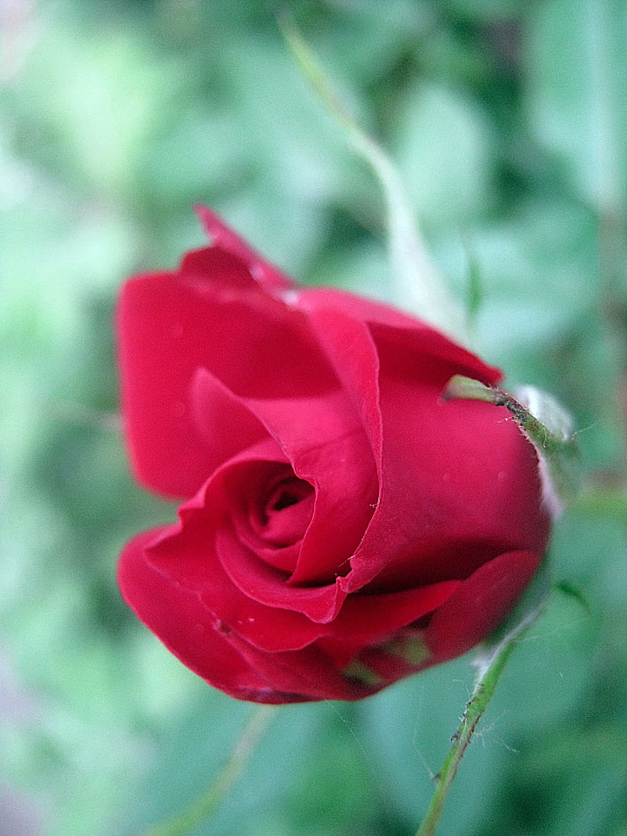 red, rose, spring, flower, red rose, flowering plant, beauty in nature HD wallpaper