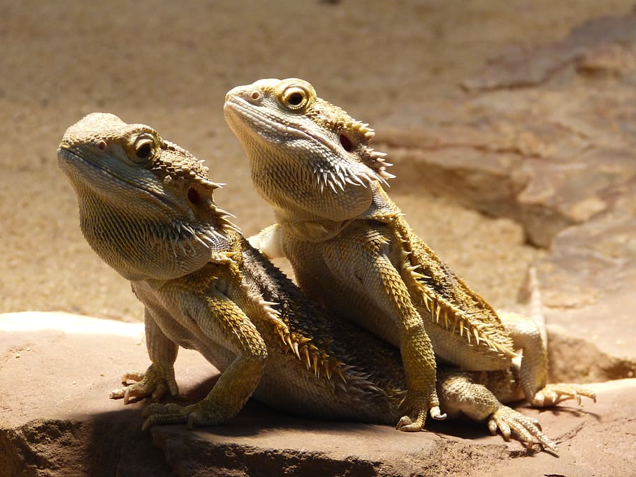 Reptile, Bearded Dragon, pogona vitticeps, animal, scale, creature