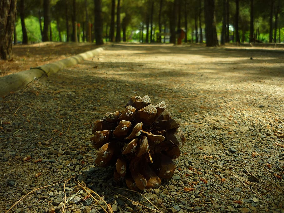 pineapple, fruit, garden, shadow, grow up, university, trees HD wallpaper