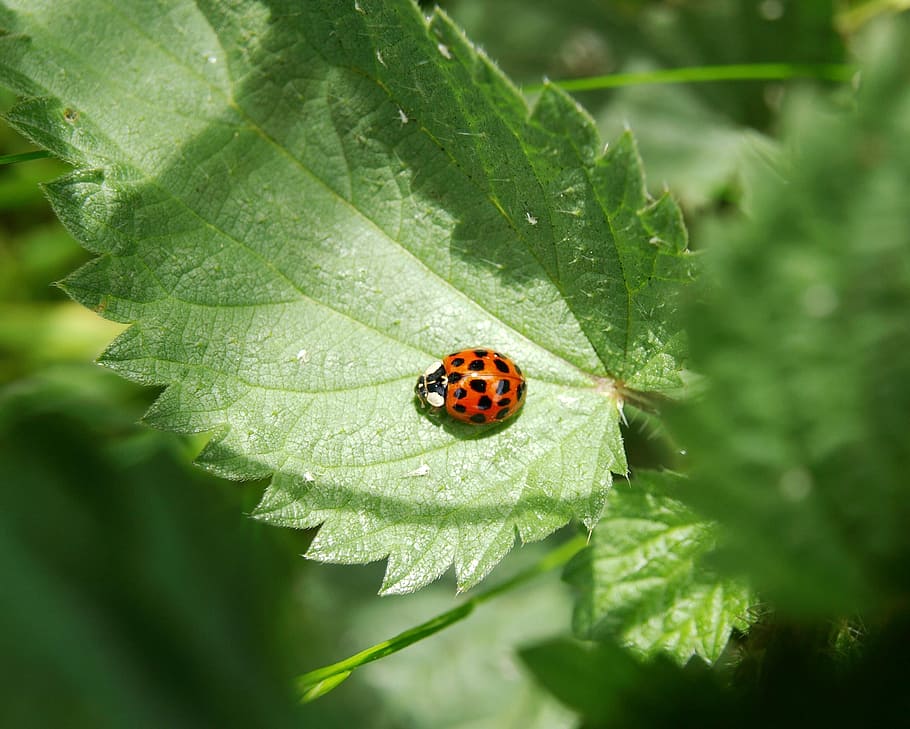 Ladybug, Lucky Charm, Beetle, Close, red, 19 - point marienkäfer HD wallpaper
