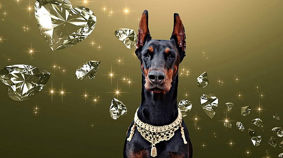 black and tan Doberman pinscher, dog, diamond, domestic, one animal HD wallpaper
