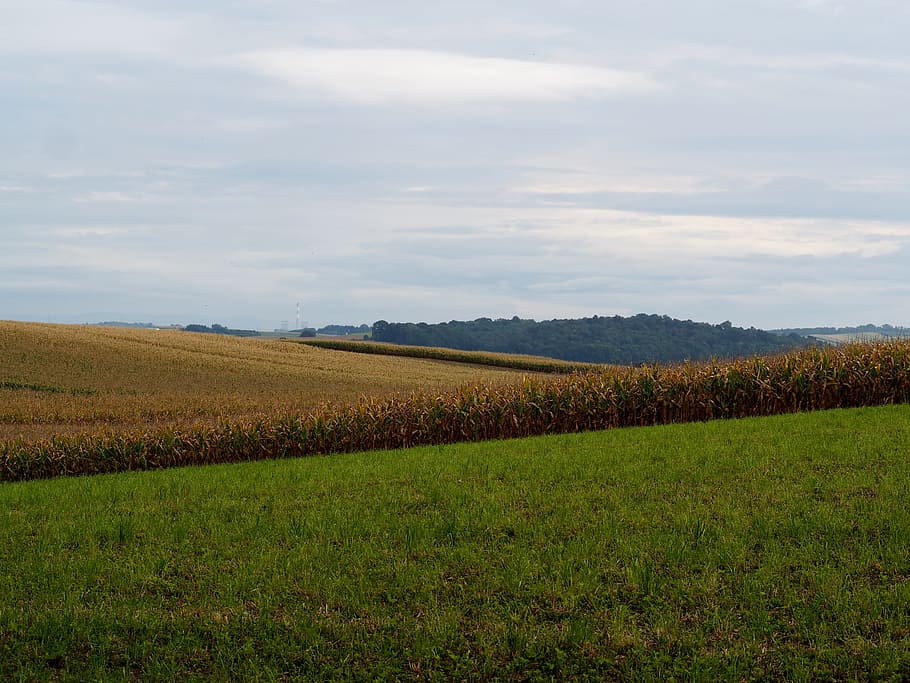 nature, fields, agriculture, hilly, arable, landscape, sky HD wallpaper