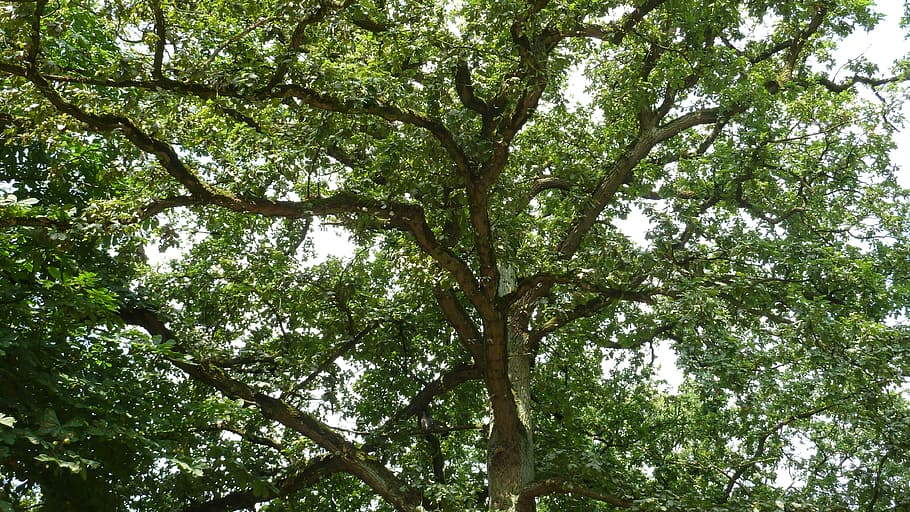 Tree, Branches, Aesthetic, Leaves, Crown, green, brown, idyll HD wallpaper