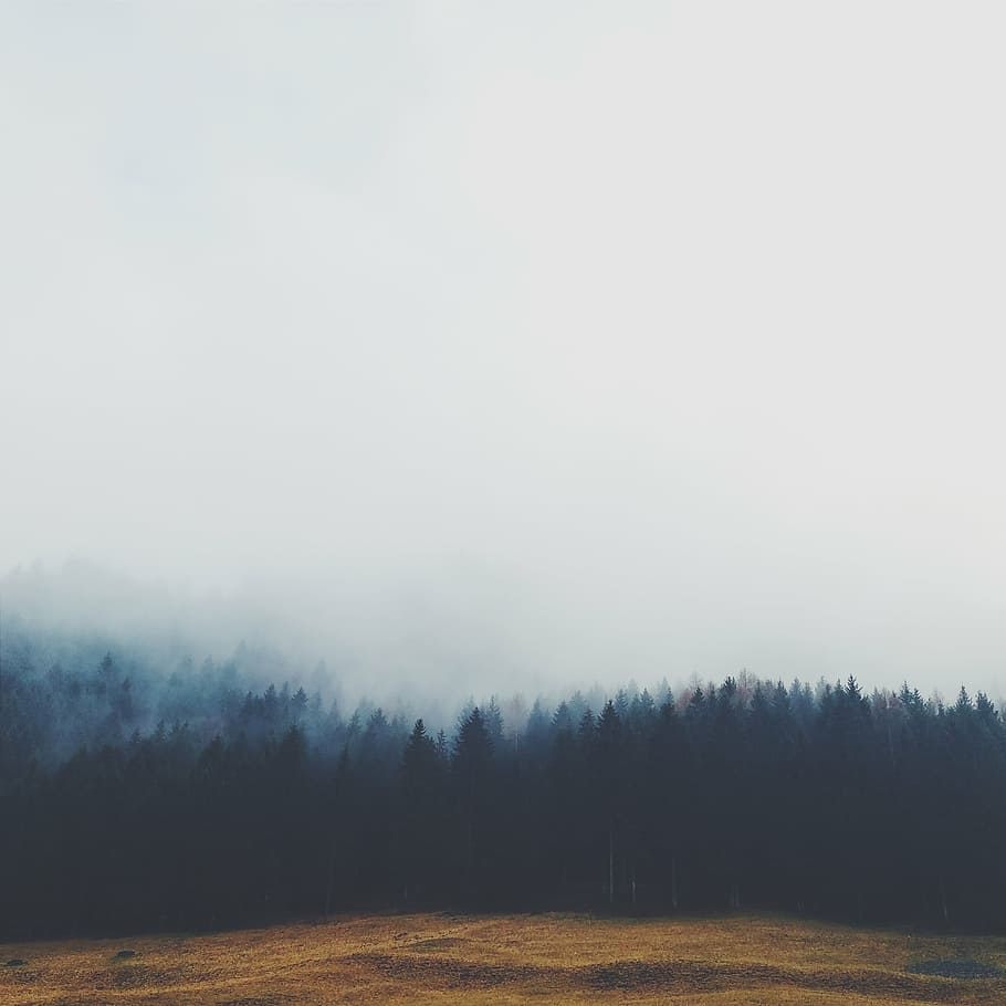 aerial photography of forest during daytime, fogged, trees HD wallpaper